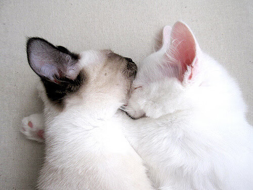 全国青少年“篮球+环保”公益行动在武汉全面启动,青少年全国篮球联赛