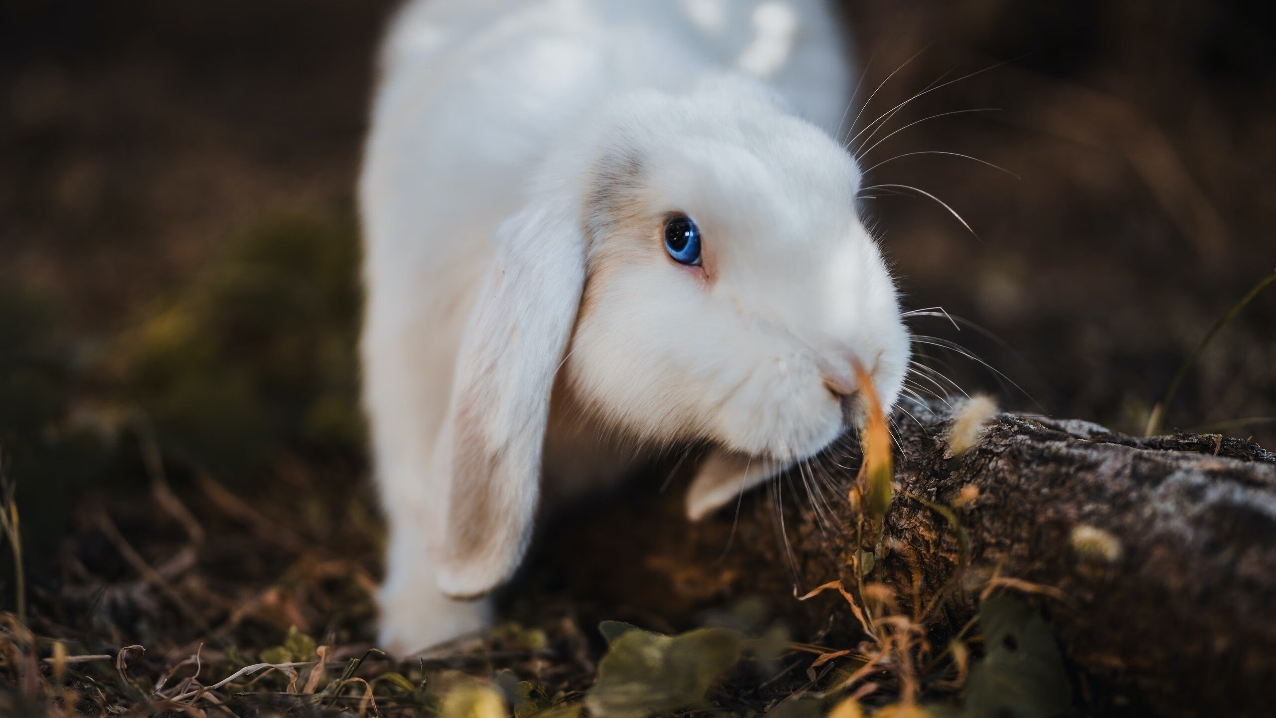 武汉卓尔新援加盟,战力大幅提升,卓尔武汉卓尔