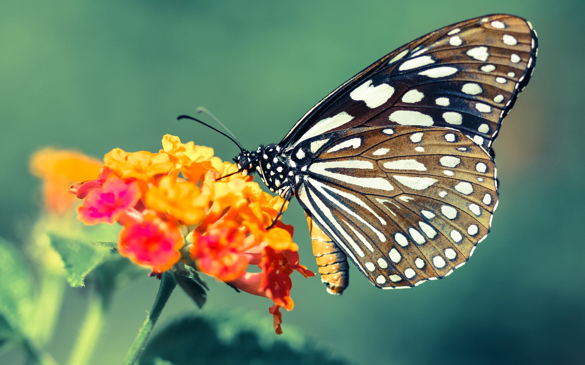 维尼修斯连续4场助攻,皇马锋线火力全开