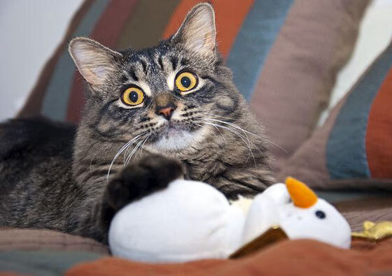 西甲“巨星”表现抢眼,精彩场面不断刺激球迷,西甲大牌球星