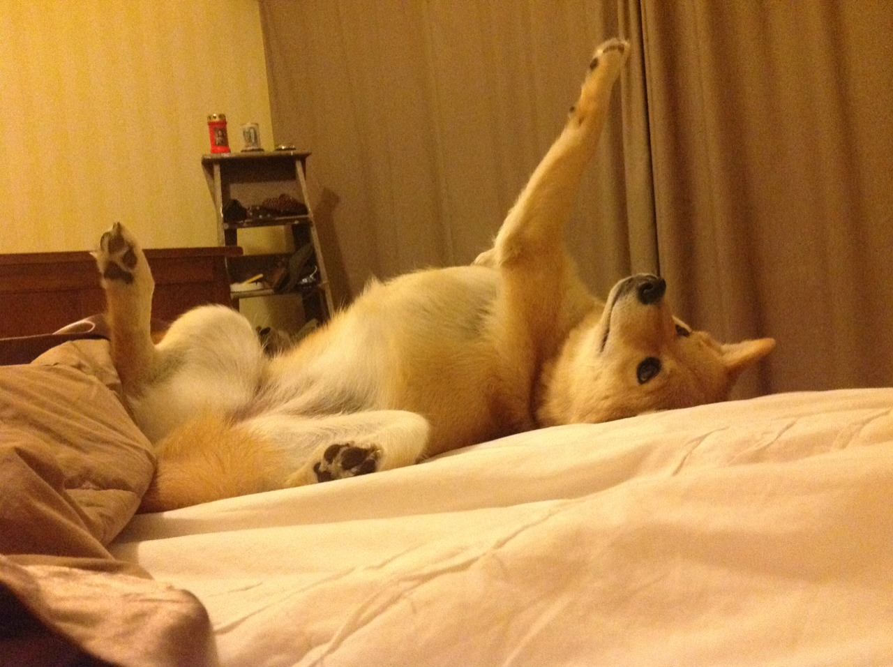 leyu乐鱼官网登录入口-勇士完封尼克斯，常规赛巅峰对决中库里砍下47分，勇士对尼克斯库里54分