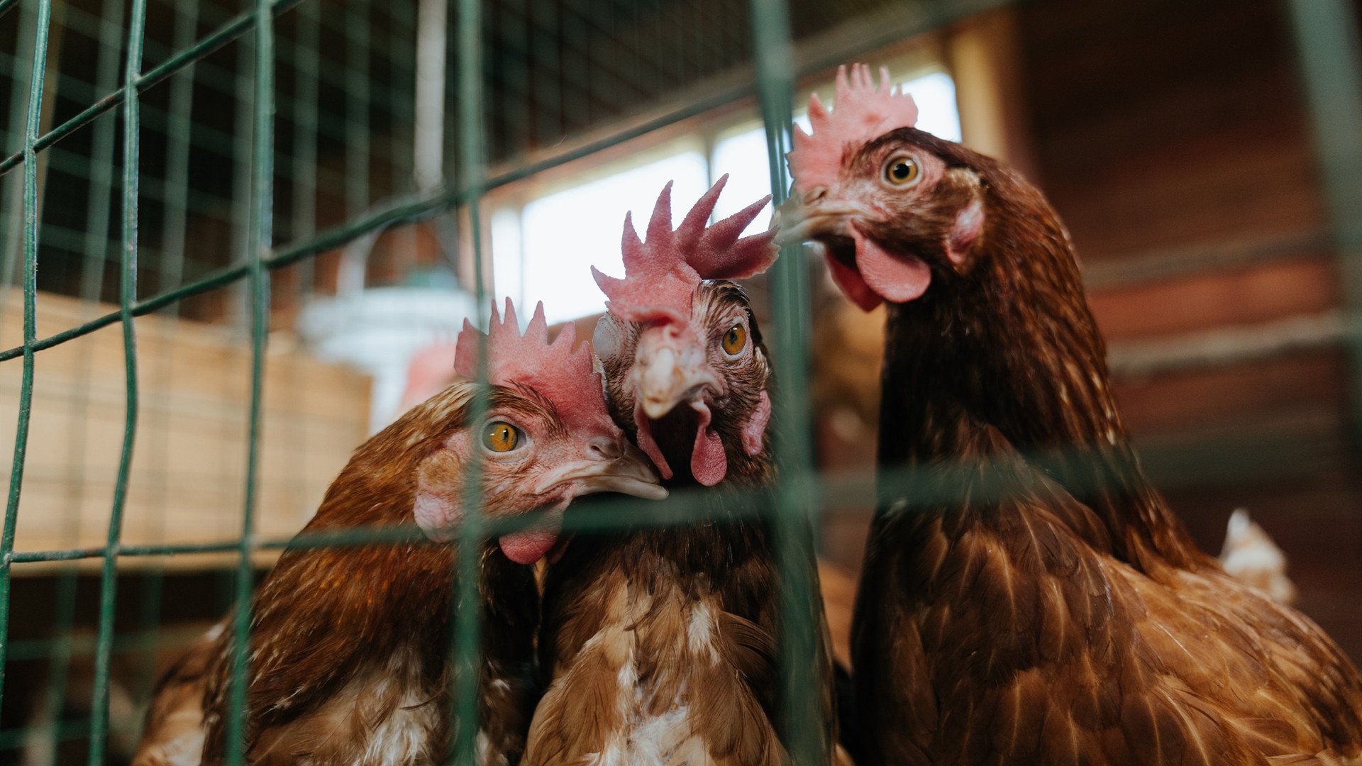 勇士客场击败国王,库里命中致命三分终结悬念,勇士库里经典比赛