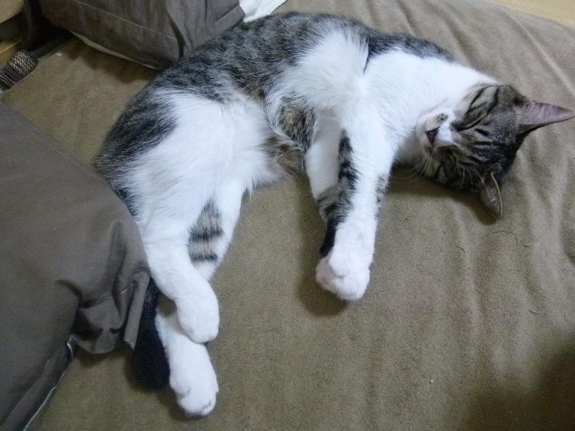 勇士客场力克老鹰,继续领跑西部,勇士和老鹰比赛直播