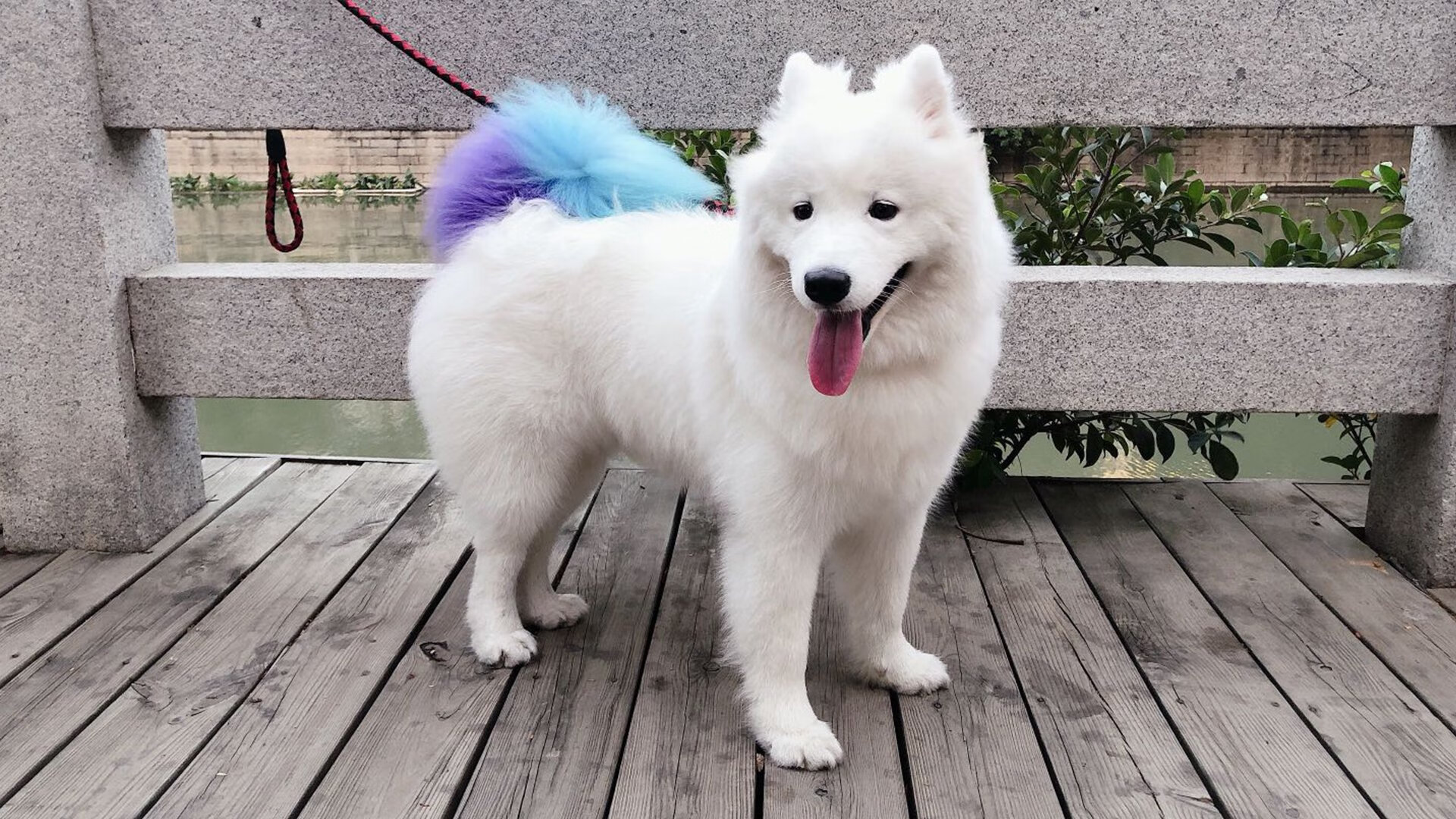 尤文图斯客场逼平维罗纳,C罗梅开二度建功,尤文图斯vs维罗纳比分