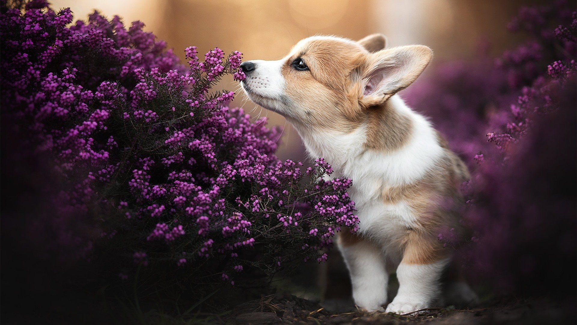 尤文图斯展现统治力,零封对手进决赛,尤文图斯0比3