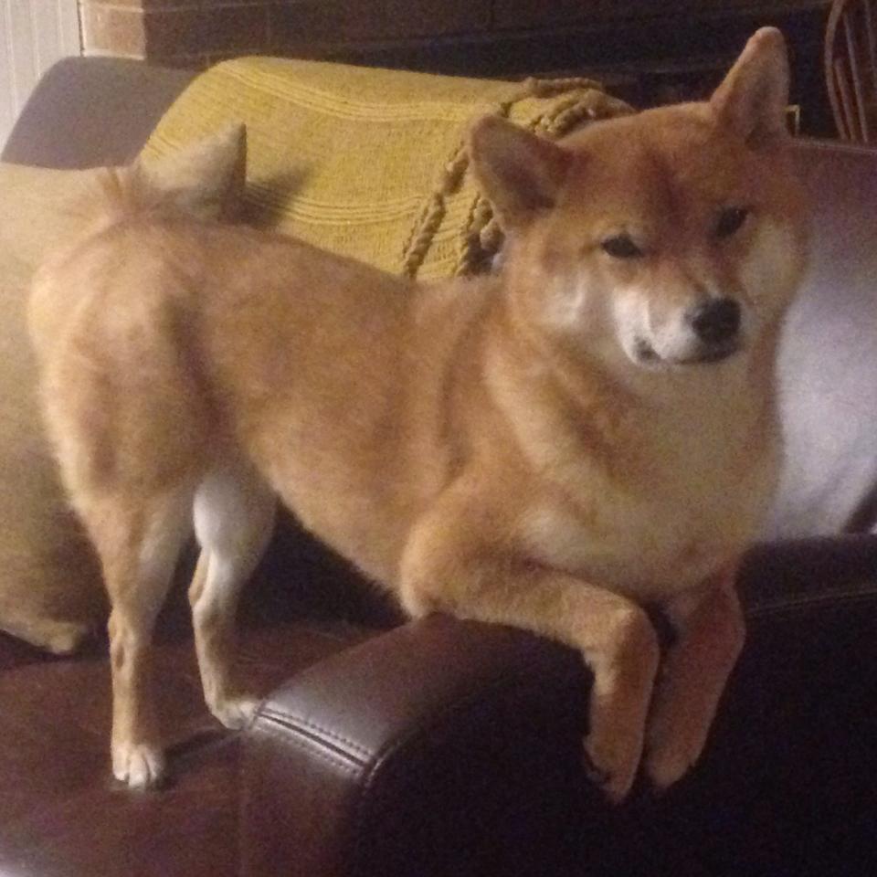 广东宏远 争夺MVP热门,广东宏远的比赛