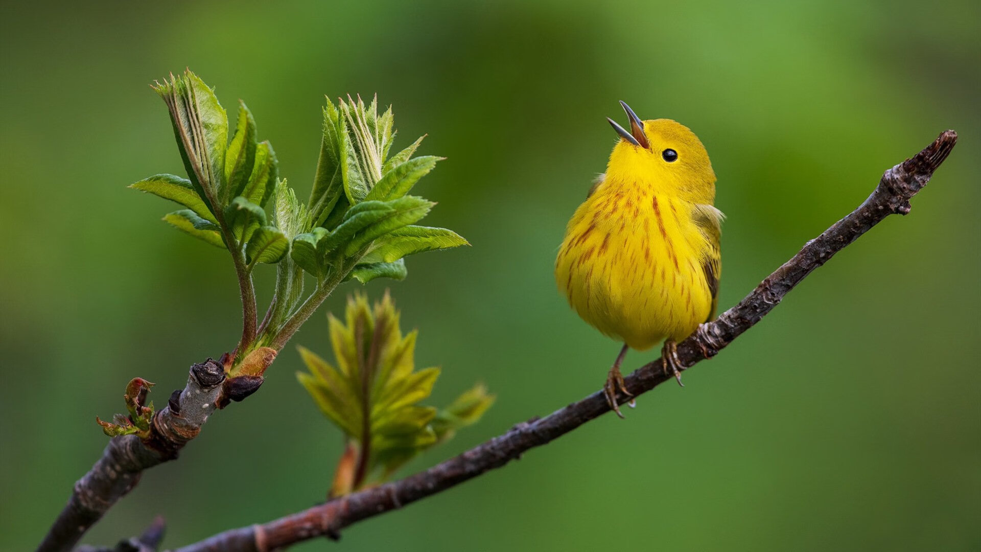 森林狼队小胜争议，季后赛尘埃落定，森林狼队比赛
