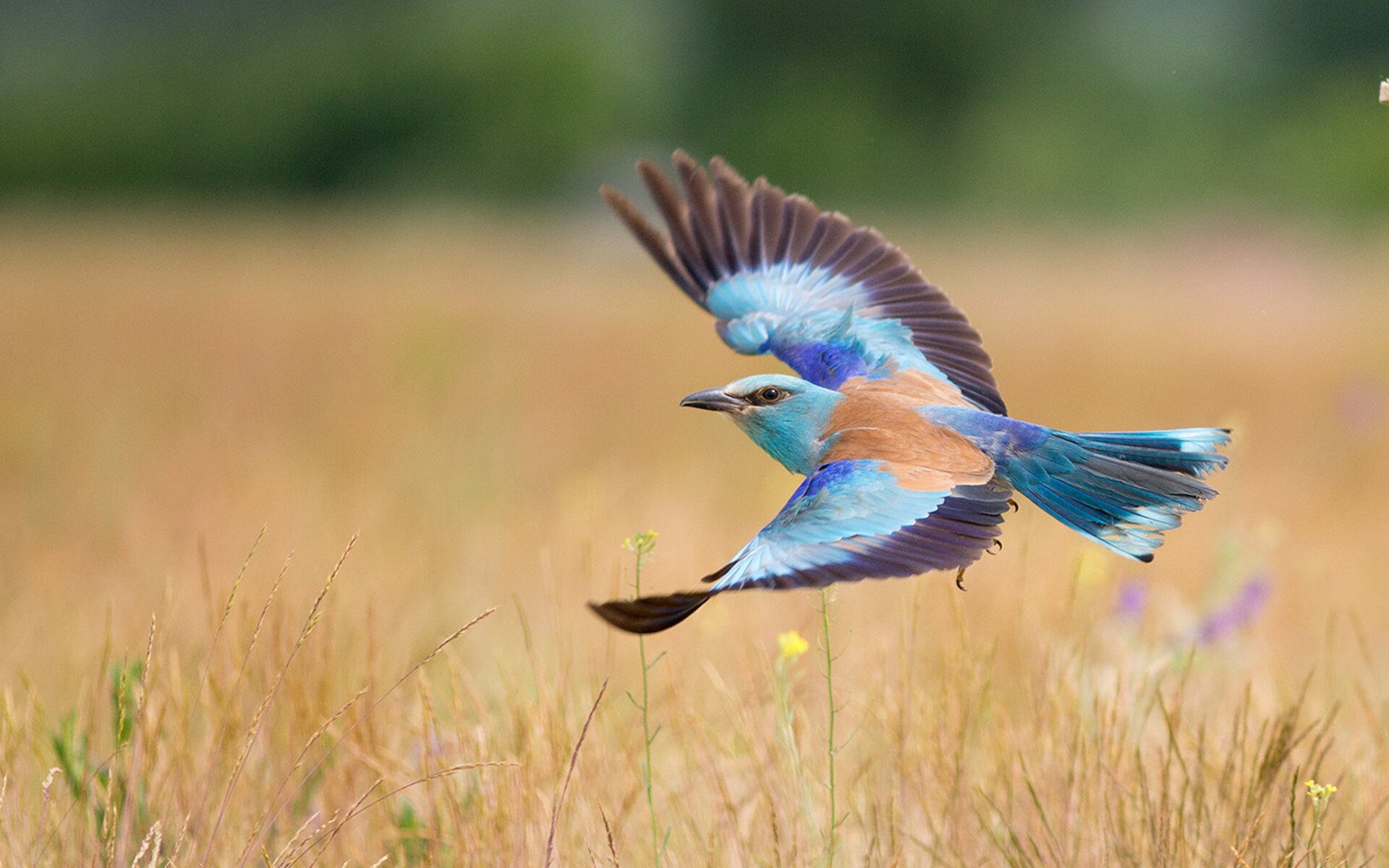 瑞士女足实力强劲,小组第一晋级,瑞士女足名单