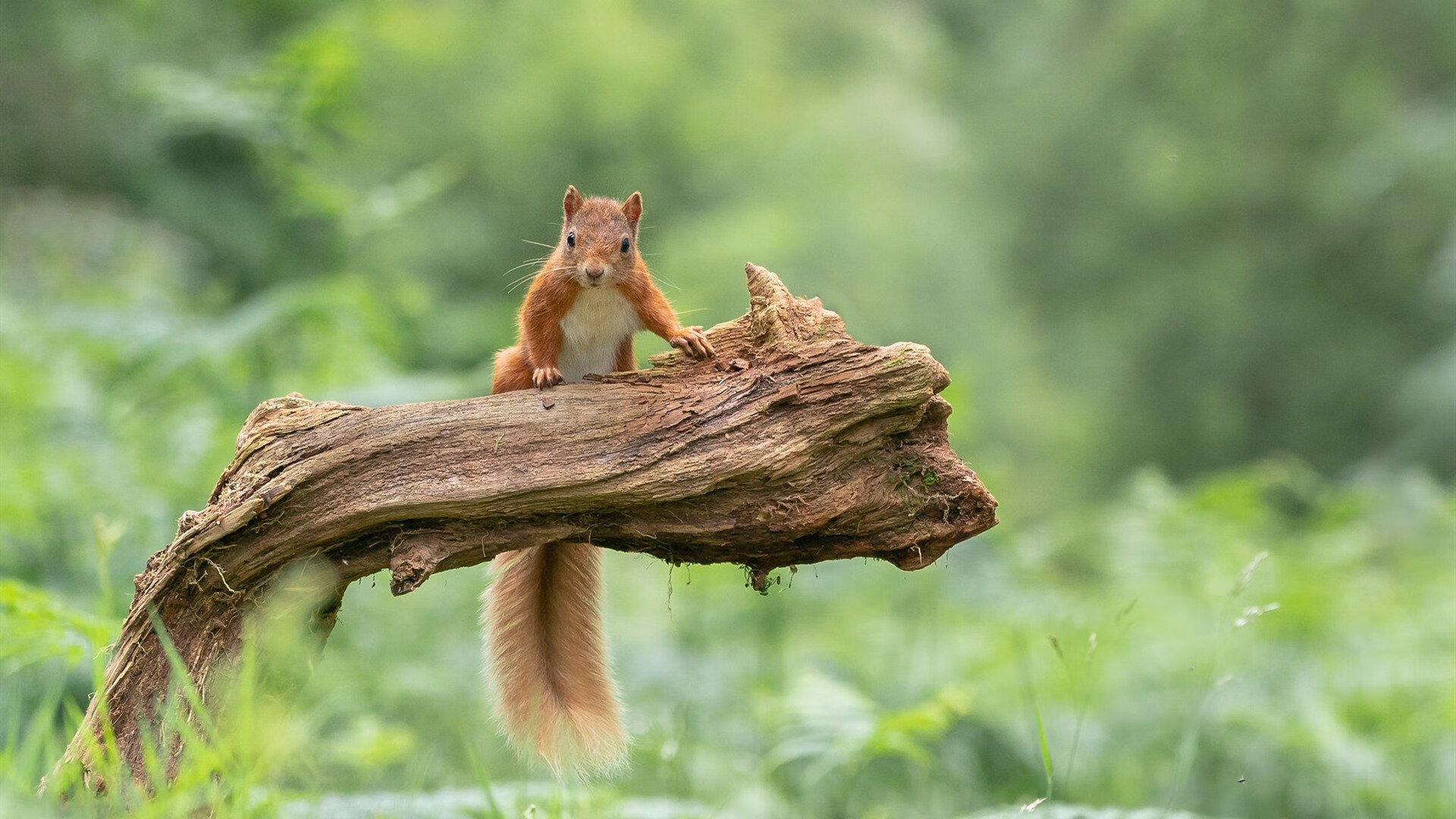 中国足球青训基地发展现状研究,中国足球青训营排名