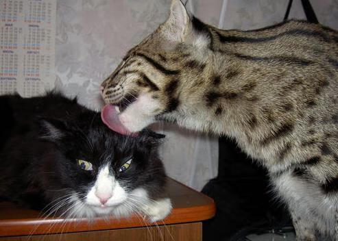 中小学体育活动课程开发与实践效果评估,中小学体育教学设计与实践