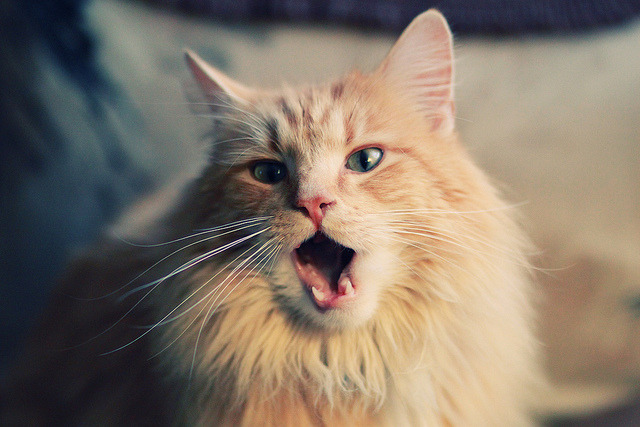 法甲球员恢复期心率波动数据指导训练负荷调整，法甲球员收入