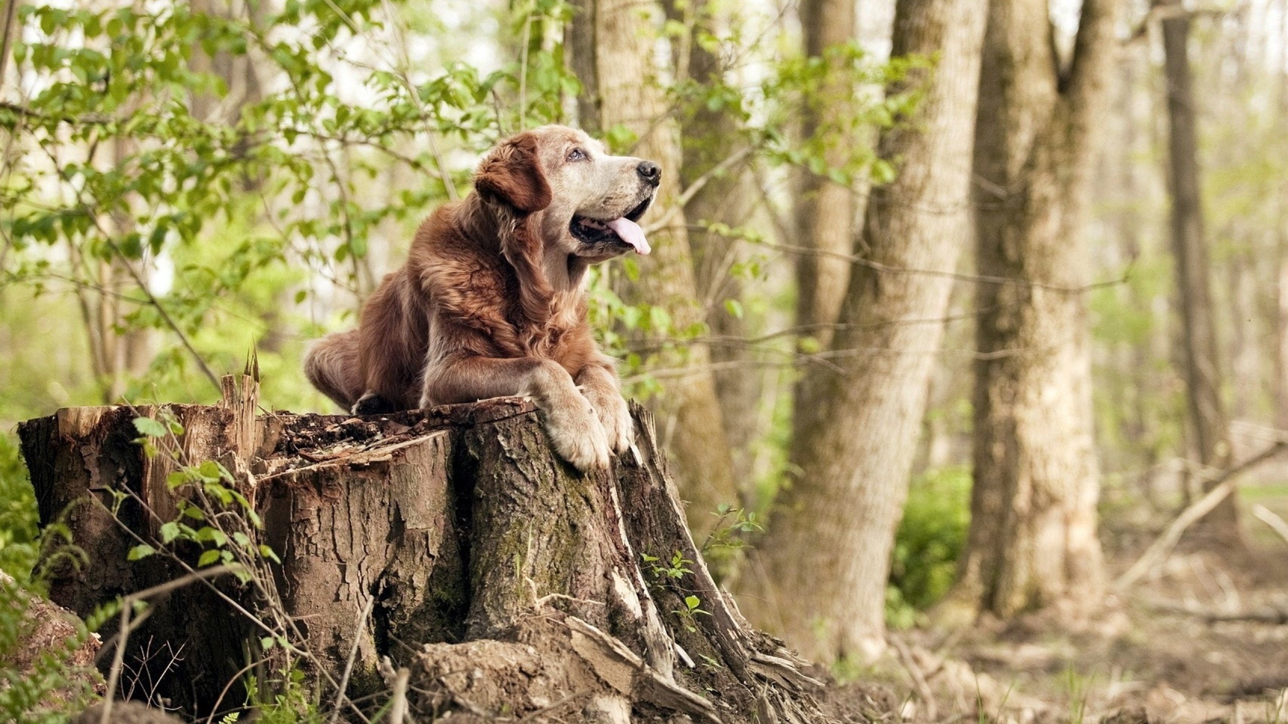 Leyu Sports (乐鱼体育)-奥康纳的全场指挥，带领袋鼠队从逆境中走向胜利，奥康纳生平