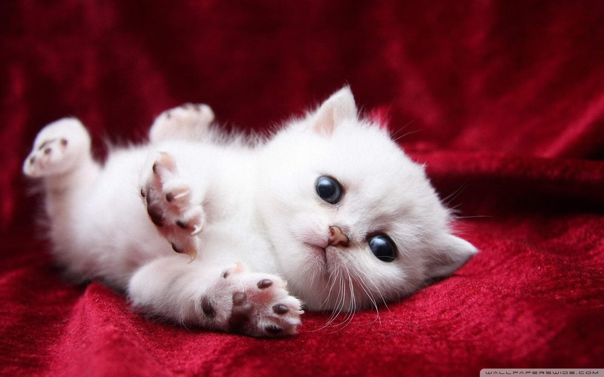 德甲精彩片段：力拼到底，场面火爆！