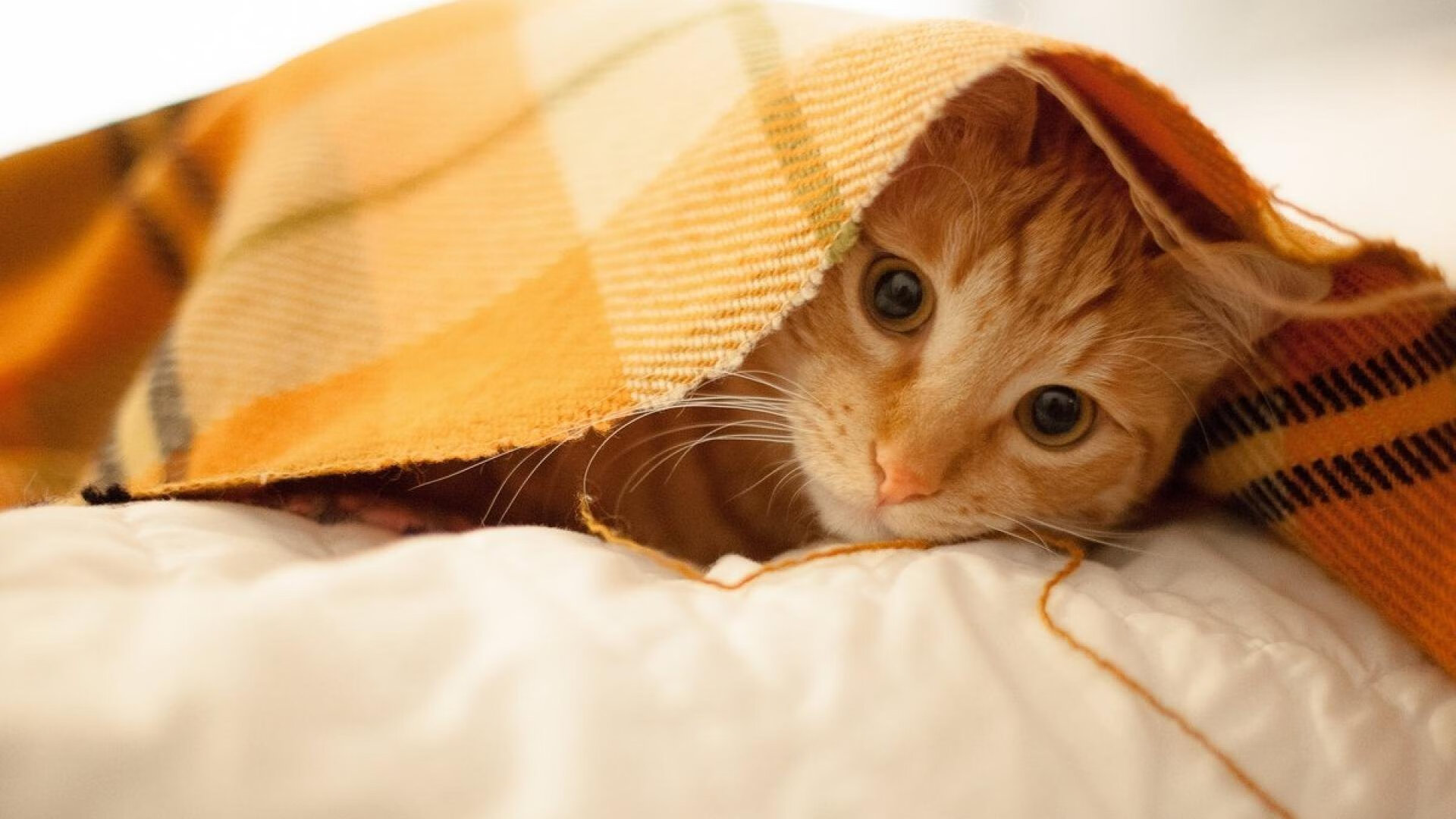 乐鱼（LEYU）体育-詹姆斯直播回应网友提问风趣十足，詹姆斯直播间在哪里